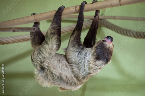 Linnaeus's two-toed sloth (Choloepus didactylus). photo