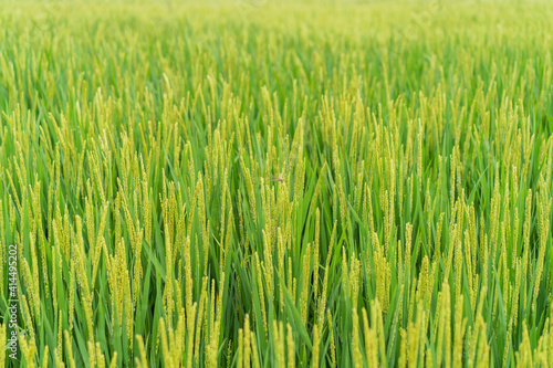 Rice with full grains in Northeast August photo