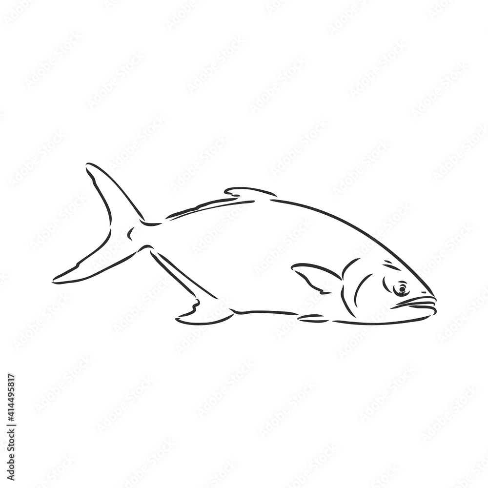 Vector illustration of tuna. Vector illustration can be used for creating logo and emblem for fishing clubs, prints, web and other crafts. tuna fish, vector sketch on white background Vector illustration of tuna. Vector illustration can be used for creating logo and emblem for fishing clubs, prints, web and other crafts. tuna fish, vector sketch on white background