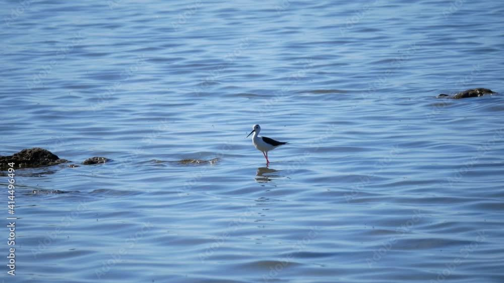 The black-winged stilt (Himantopus himantopus) in the Salina dei Monaci Nature Reserve, an old salt pan at Torre Colimena, Taranto, Apulia, Italy The black-winged stilt (Himantopus himantopus) in the Salina dei Monaci Nature Reserve, an old salt pan at Torre Colimena, Taranto, Apulia, Italy