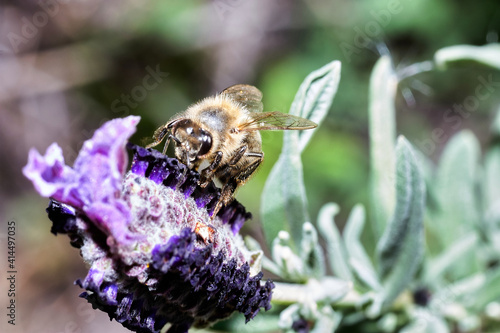 Bee on flower collecting pollen