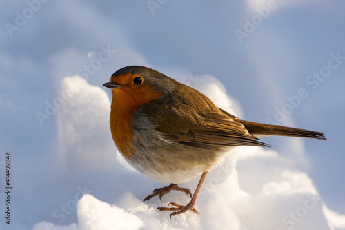 Rotkehlchen im Schnee © krzysztofrow