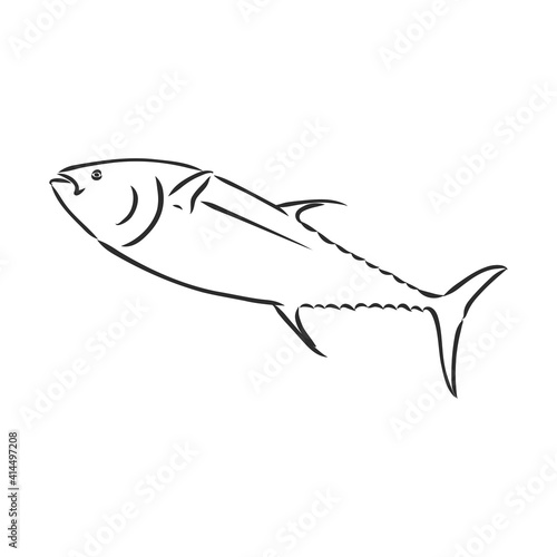 Vector illustration of tuna. Vector illustration can be used for creating logo and emblem for fishing clubs  prints  web and other crafts. tuna fish  vector sketch on white background