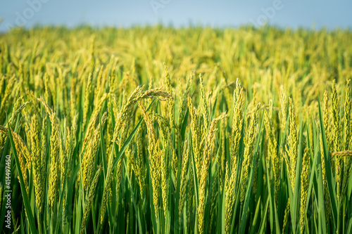 Rice with full grains in Northeast August photo