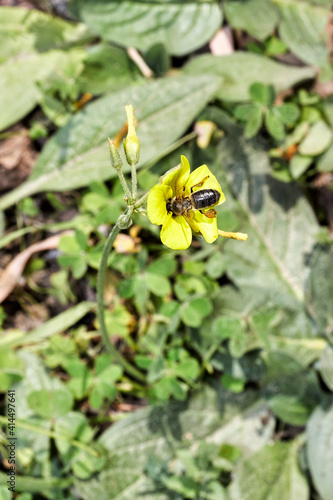 Bee on flower collecting pollen © Daniel
