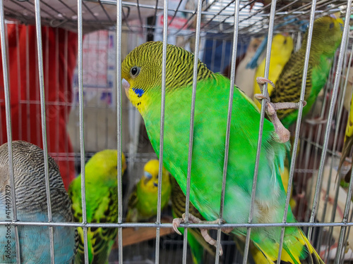 A beautiful asian green parrot in a market of south Asia has been brought to sell as a pet. Asian Bird market