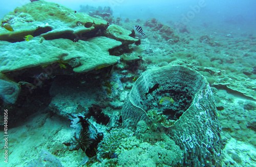Corail en plongée aux îles Gili, Indonésie