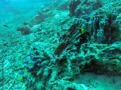 Murène, plongée aux îles Gili, Indonésie