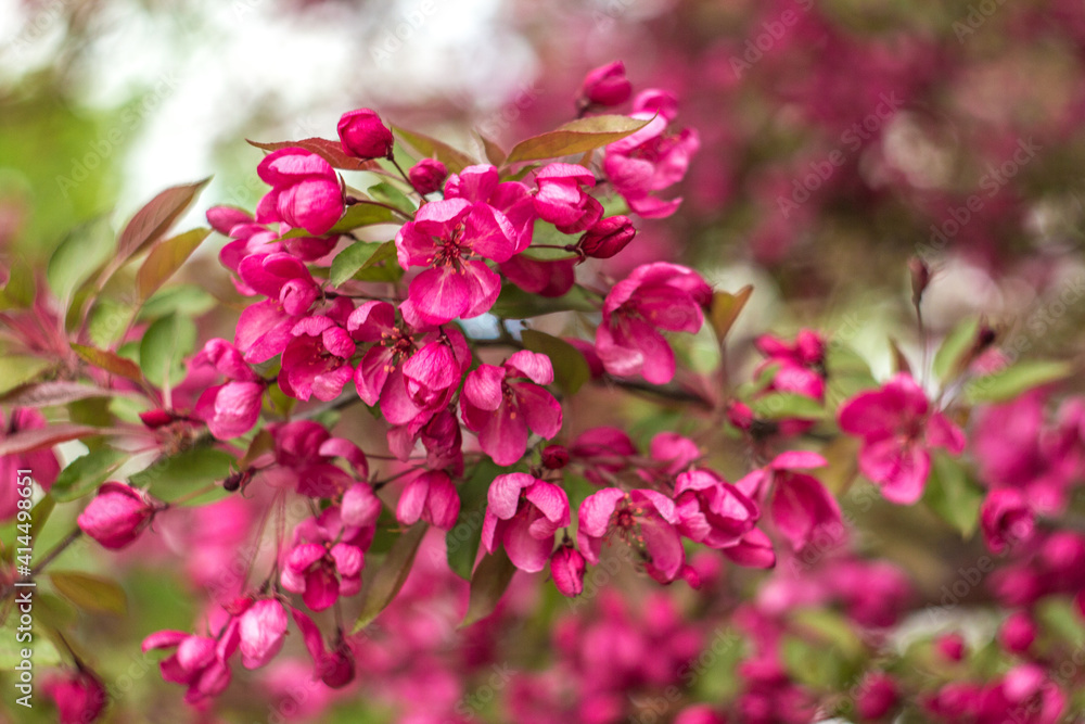 branch with a lot of white and pink blurred flowers. Springtime nature blurred background. The flowers are blurred. Great background for the project. branch with a lot of white and pink blurred flowers. Springtime nature blurred background. The flowers are blurred. Great background for the project.