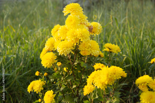 small yellow flowers chrysants on branches in the garden in summer against the background of bright green grass photo