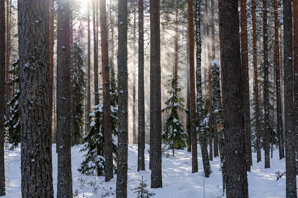 Fototapeta premium beautiful sunny winter day in Latvia with white fluffy snow in the forest