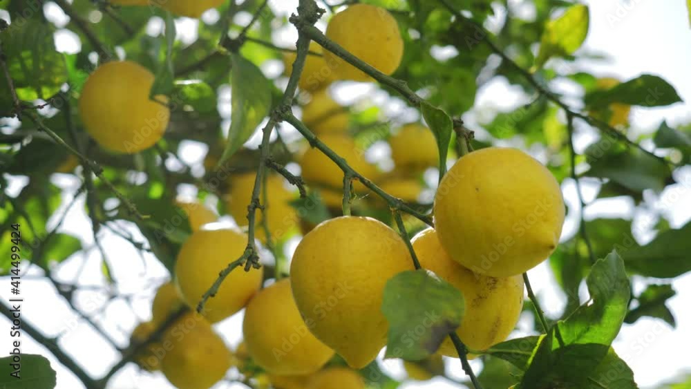 lemon trees with ripe yellow lemons in citrus orchard. beautiful nature background. fruits growing in the Mediterranean. Mediterranean fruit plants and trees, citrus crops. lemon trees with ripe yellow lemons in citrus orchard. beautiful nature background. fruits growing in the Mediterranean. Mediterranean fruit plants and trees, citrus crops.