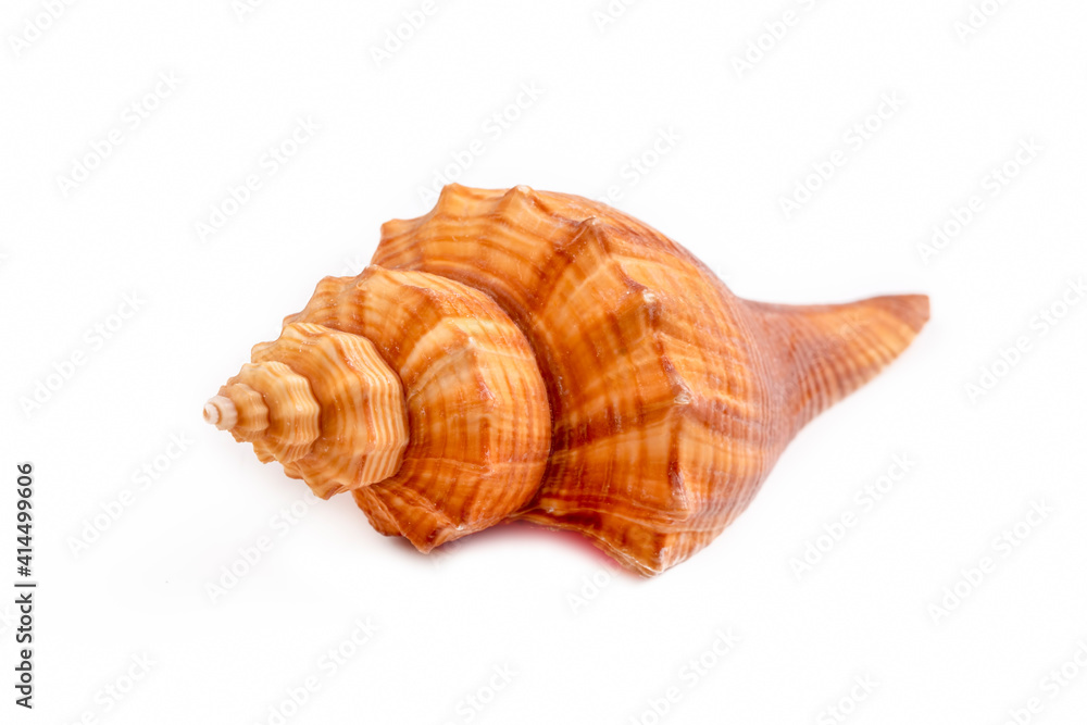 Sea shell isolated on white