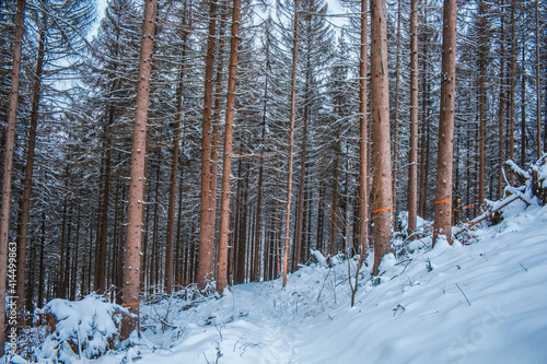 Winter in Harz Mountains National Park, Germany. Moody snow covered landscape in German forest