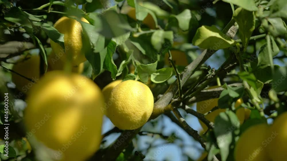 lemon trees with ripe yellow lemons in citrus orchard. beautiful nature background. fruits growing in the Mediterranean. Mediterranean fruit plants and trees, citrus crops. lemon trees with ripe yellow lemons in citrus orchard. beautiful nature background. fruits growing in the Mediterranean. Mediterranean fruit plants and trees, citrus crops.