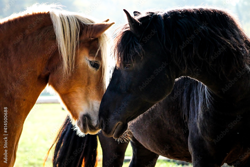 Obraz premium Cavalli e amicizia