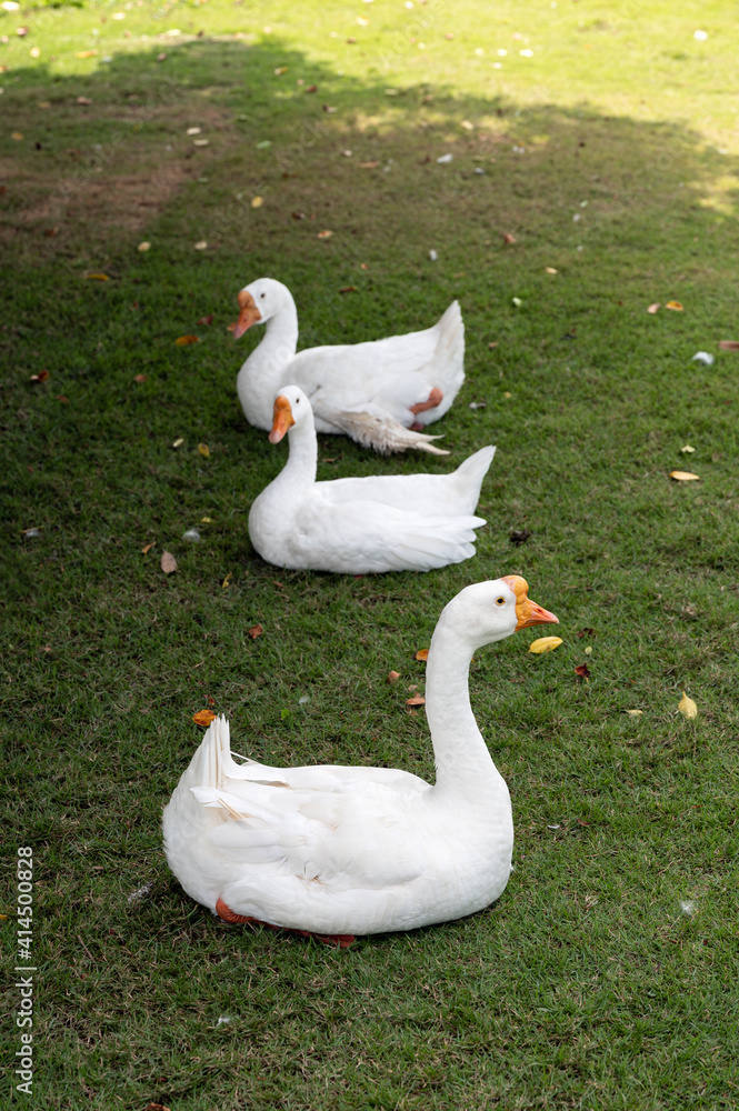 Flock of white geese overlap on lawn Flock of white geese overlap on lawn