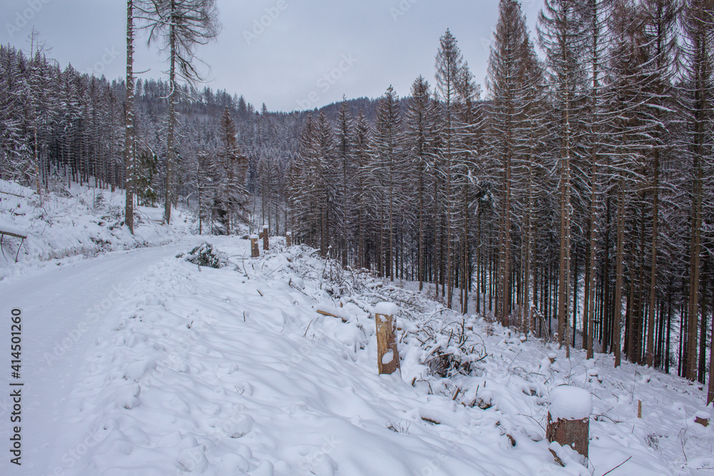 Winter in Harz Mountains National Park, Germany. Moody snow covered landscape in German forest Winter in Harz Mountains National Park, Germany. Moody snow covered landscape in German forest
