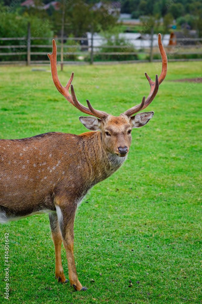 Selective focus. Close-up portrait of a deer with horns in a pen on a background of green grass. Animal care on a deer farm Selective focus. Close-up portrait of a deer with horns in a pen on a background of green grass. Animal care on a deer farm