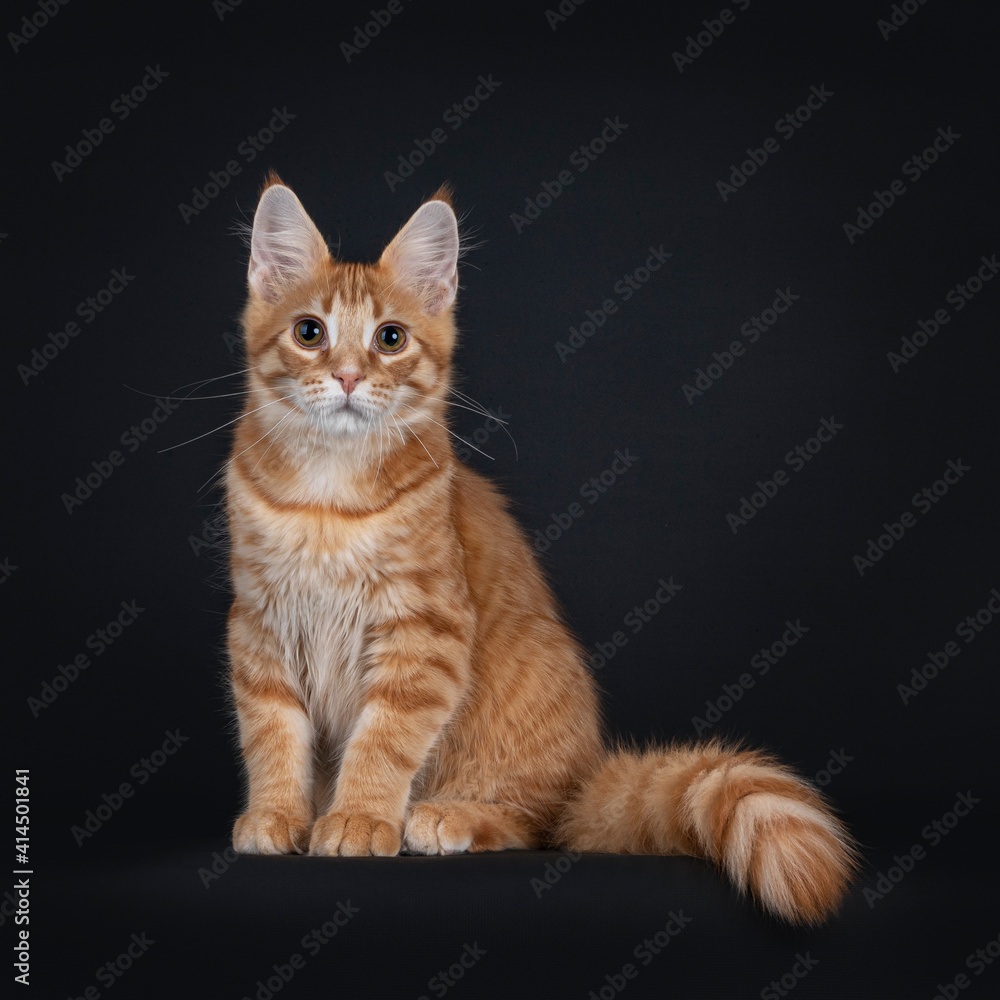 Cute red outcross maine coon cat kitten, sitting up facing front with tail beside body. Looking straight towards camera. Isolated on black background.