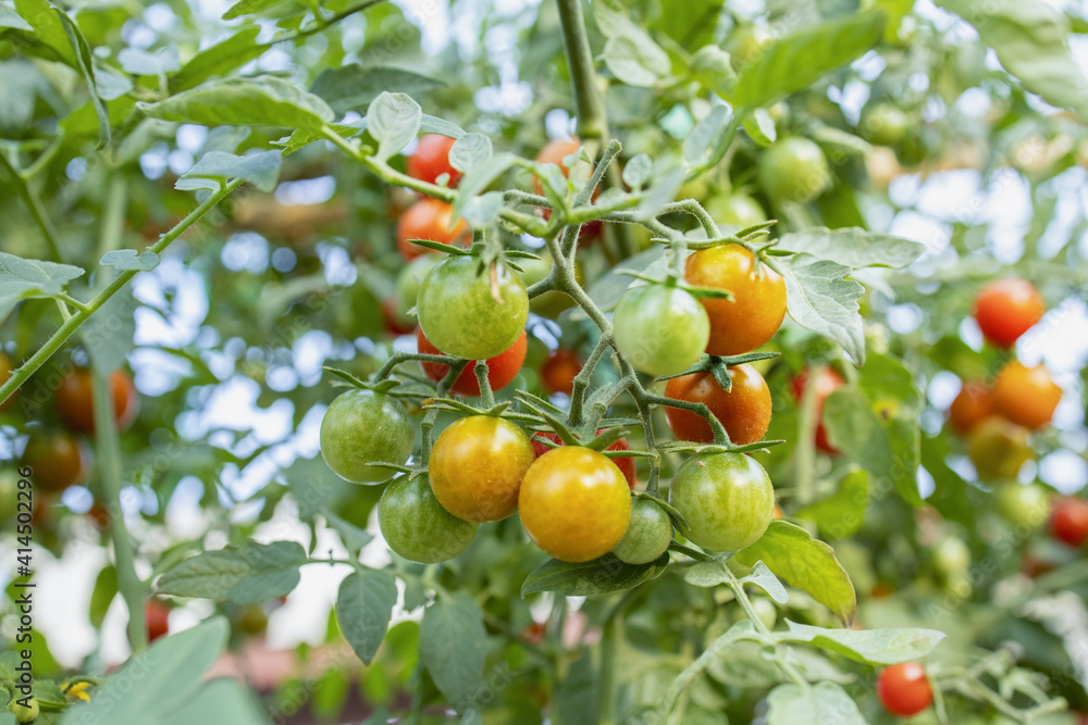  organic tomatoes.