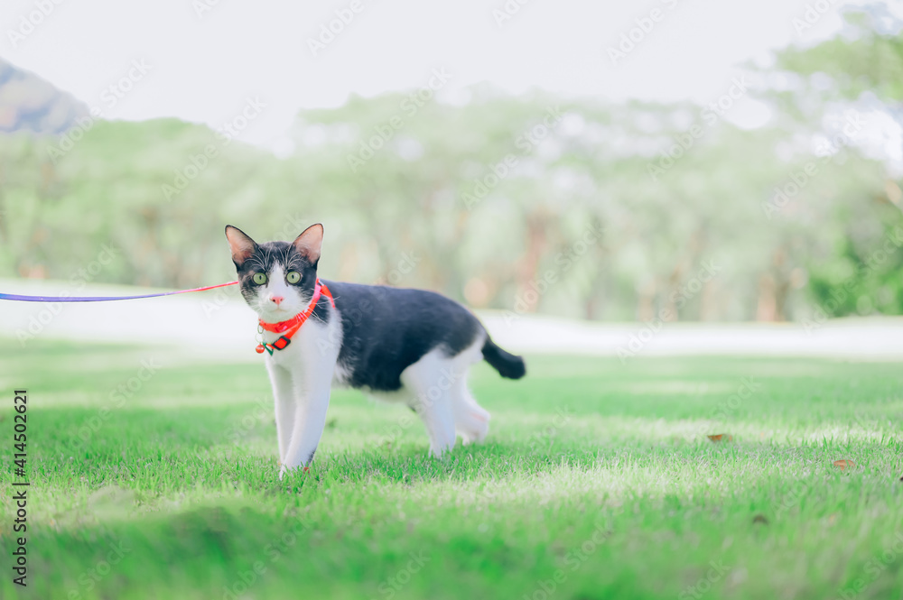 A cat on a leash walking in a park, Cat sitting on the grass A cat on a leash walking in a park, Cat sitting on the grass
