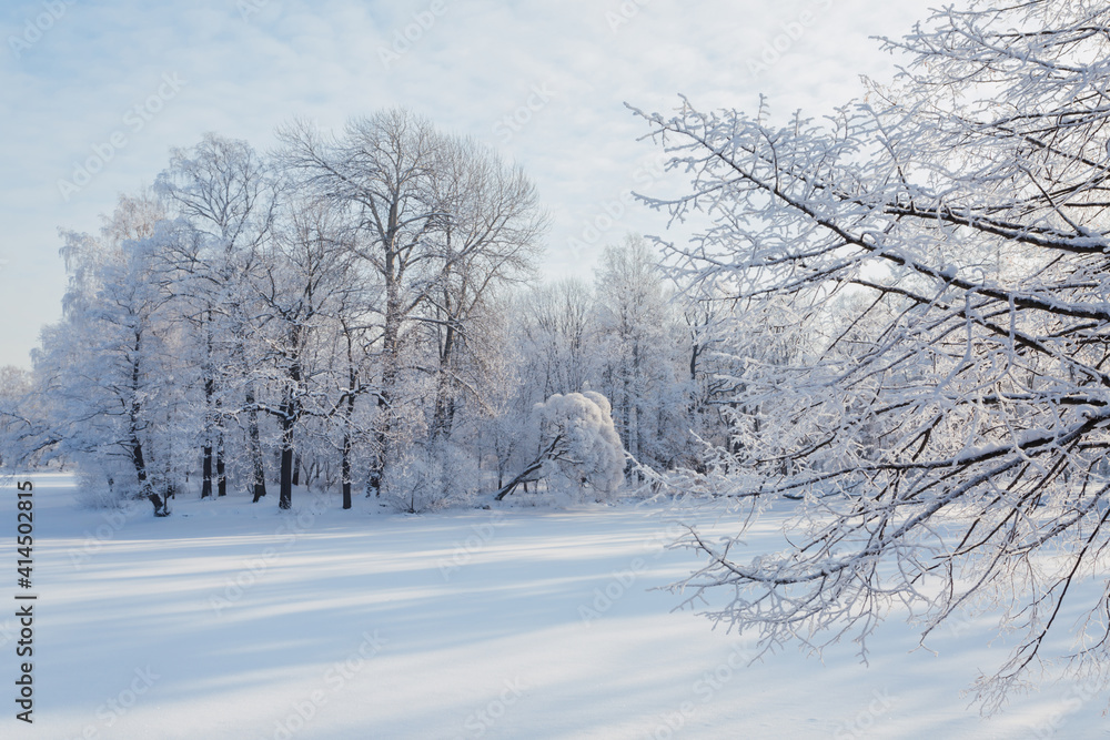 Trees covered with snow on a sunny winter day in Saint Petersburg, Russia. Trees covered with snow on a sunny winter day in Saint Petersburg, Russia.