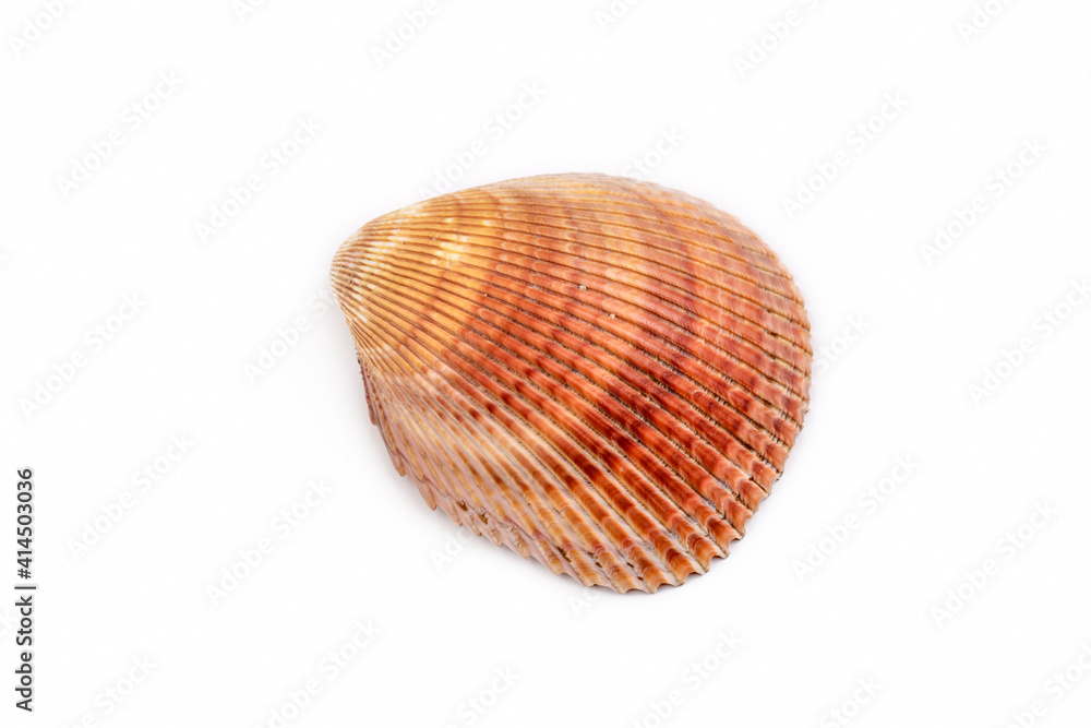 Close up of a seashell on white background
Close up of a seashell on white background