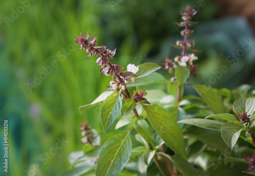 Sweet basil, Thai basil (Ocimum basilicum Linn.) on nature background. Leaf essential oils contain Ocimine, alpha-pinene, 1,8-cineole, eucalyptol, linalool, geraniol, limonene, eugenol.
