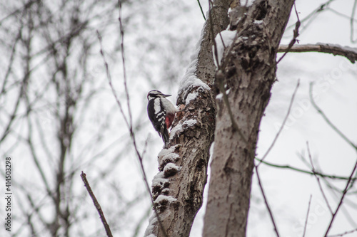 Great Spotted Woodpecker in Harz Mountains National Park, Germany. Animal theme. Woodpecker drumming on tree in winter season