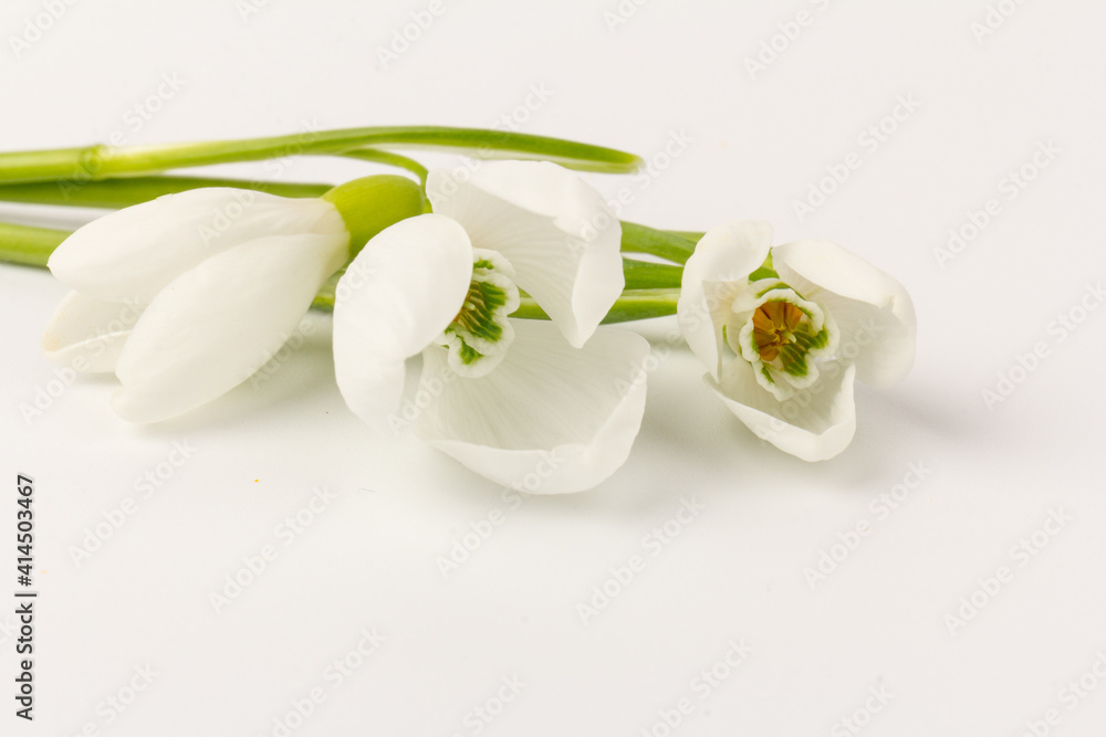 Snowdrop on white background. White springs flower in close-up with copy space.