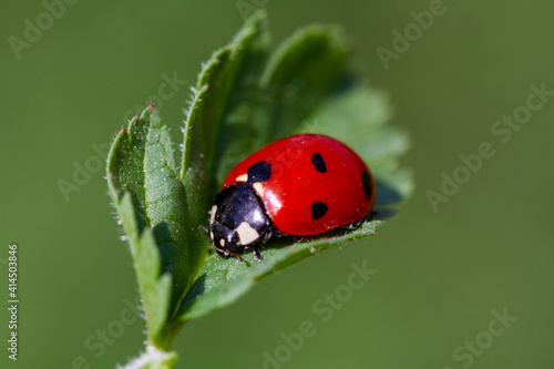 ladybird on a leaf © mehmetkrc