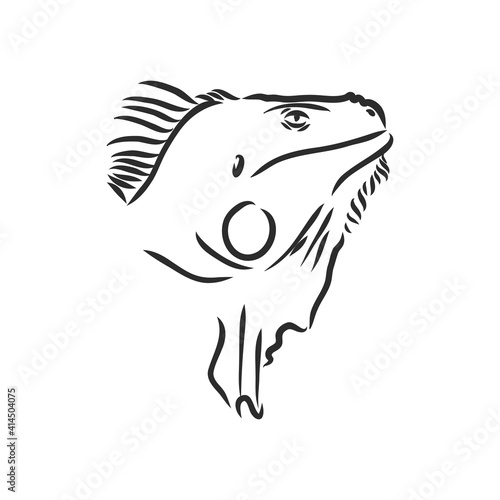 Lizard iguana isolated. Black and white reptile. Vector illustration. Hand drawing realistic. Vintage engraving of wildlife. iguana vector sketch on a white background