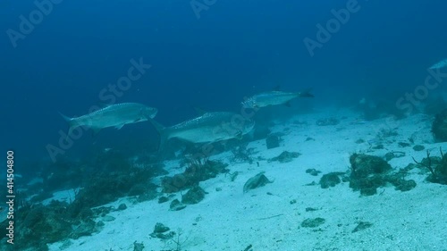 Seascape with Tarpons in coral reef of Caribbean Sea, Curacao photo