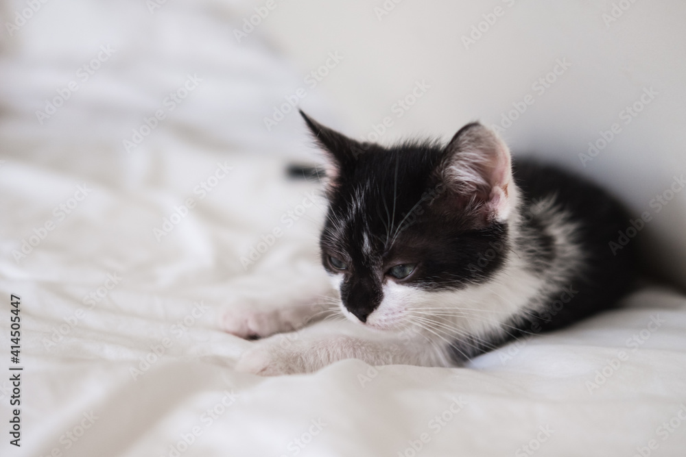 Funny black and white tuxedo cat lying on white bed and looking at camera.