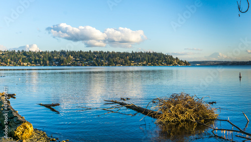 Birds And Mercer Island 5 photo