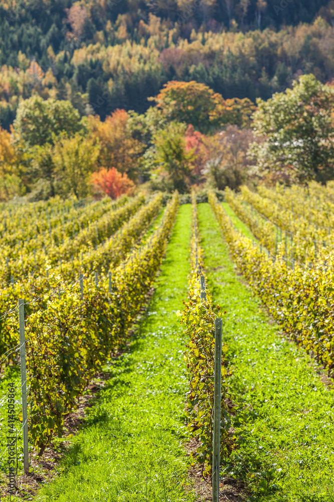 Canada, Nova Scotia, Annapolis Valley, Wolfville. Local vineyard.