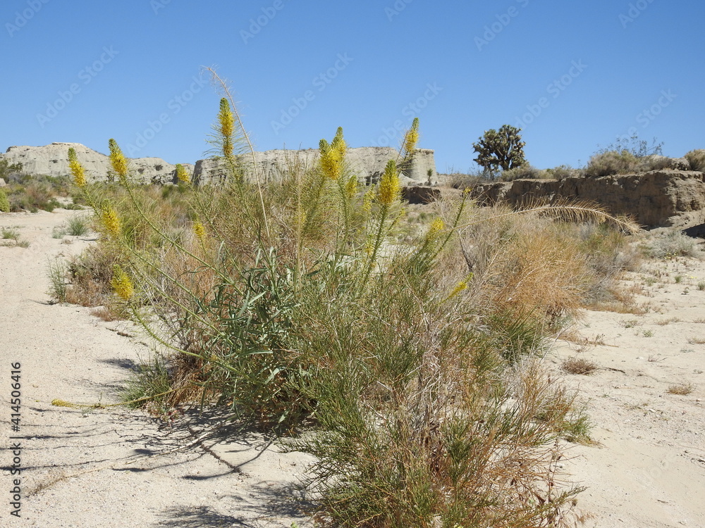 Golden Prince's-plume, Stanleya pinnata, blooming in the Mojave Desert, Red Rock Canyon State Park, Kern County, California.