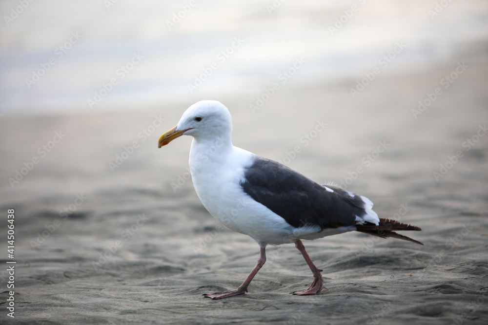 Seagull on sand at the beach during sunset time in Del Mar, San Diego, California, USA Seagull on sand at the beach during sunset time in Del Mar, San Diego, California, USA