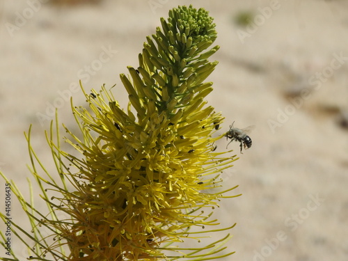 Bee pollinating a blooming Prince's plume, Stanleya pinnata, in the Mojave Desert, Kern County, California. photo