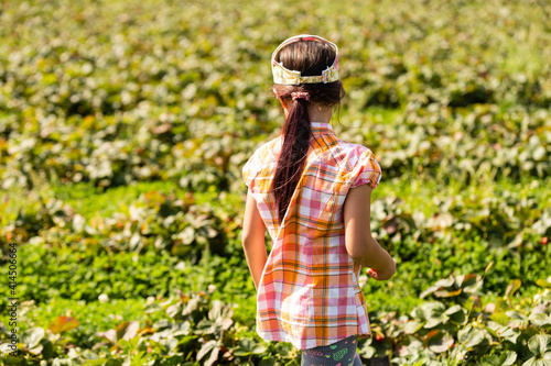 little girl picking strawberries in the field