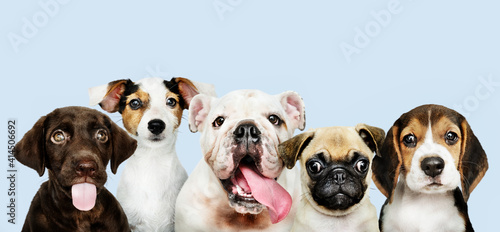 Gruppo di cani di razze diverse photo