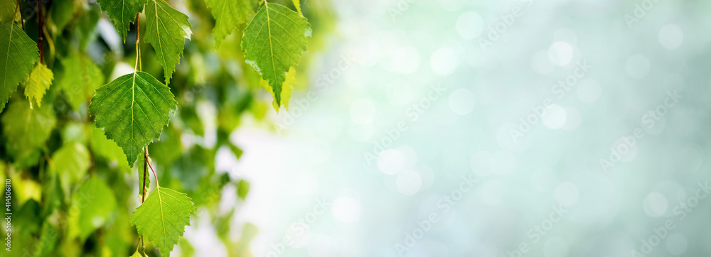 Panorama with green birch leaves on blurred background with bokeh, panorama, copy space Panorama with green birch leaves on blurred background with bokeh, panorama, copy space