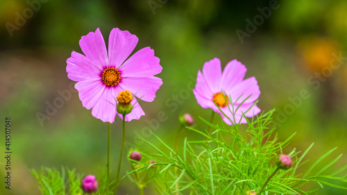 Pink cosmea on a green blurred background  pink flowers in the garden