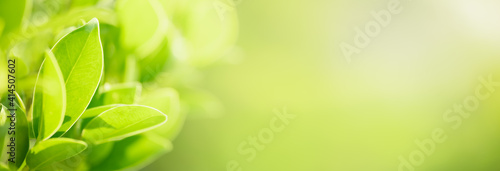 Closeup of green nature leaf on blurred greenery background in garden with bokeh and copy space using as background cover page concept. #414507602