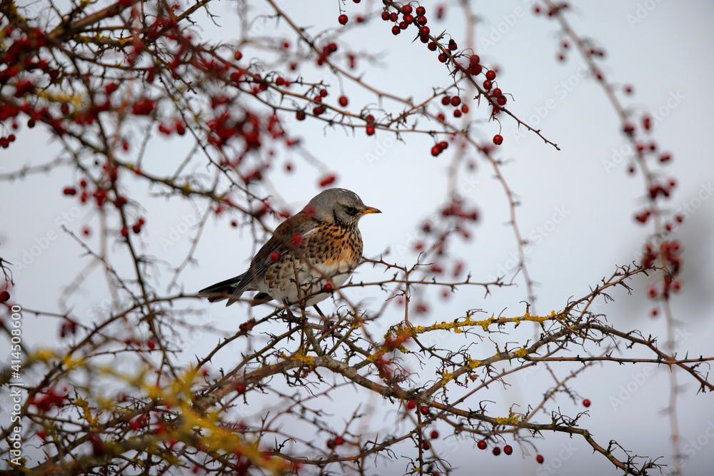 Grive litorne Turdus pilaris se nourrissant sur des baies en hiver Grive litorne Turdus pilaris se nourrissant sur des baies en hiver