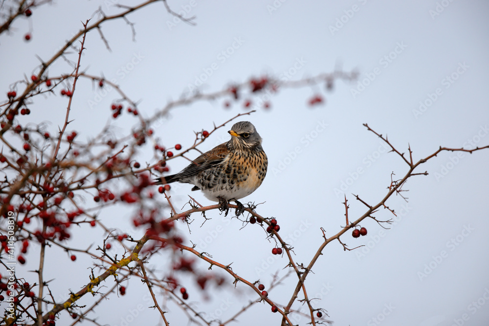 Grive litorne Turdus pilaris se nourrissant sur des baies en hiver Grive litorne Turdus pilaris se nourrissant sur des baies en hiver