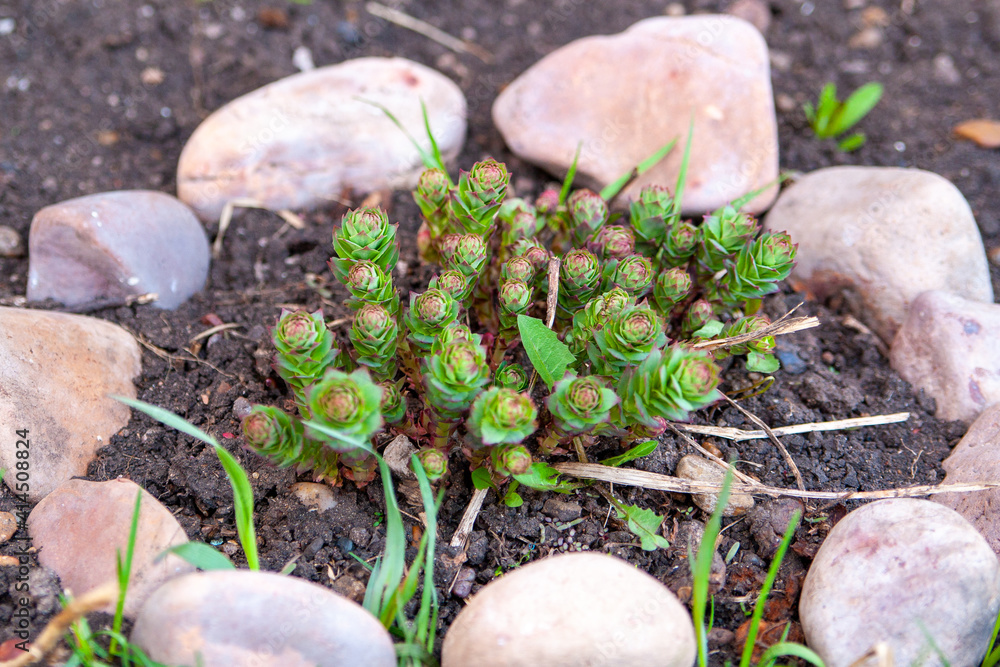 Young shoots of Rhodiola rosea - Golden root in spring in the garden. Young shoots of Rhodiola rosea - Golden root in spring in the garden.