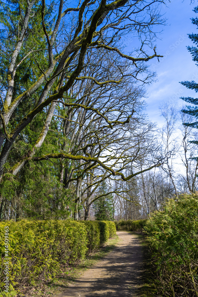 Skriveri Dendrological Park in Latvia. Spring sunny day. A trail among trees and bushes with young green leaves. Skriveri Dendrological Park in Latvia. Spring sunny day. A trail among trees and bushes with young green leaves.