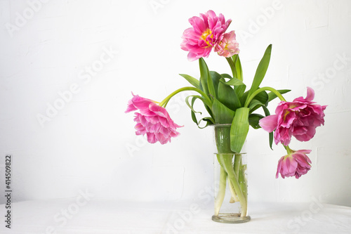 Bouquet of beautiful pink tulips in a glass vase against a white wall